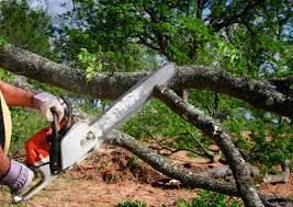 South Park, WY Tree Removal Services Company