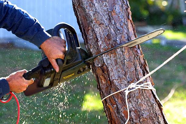 Lawn Irrigation Installation and Maintenance in South Park, WY